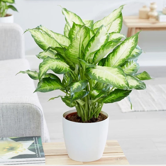 Cây vạn niên thanh